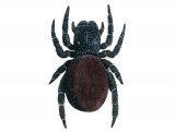 Ladybird Spider (Eresus sandaliatus) female OS002