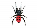 Ladybird Spider (Eresus sandaliatus) male OS001