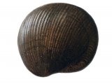 PF028 - Lamp Shell Fossil (Productus)