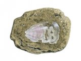 PF029 - Lampshell Fossil (Lingula)