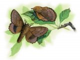 Lappet Moth (Gastropacha quercifolio) IN001