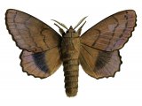 Lappet Moth (Gastropacha quercifolio) IN002
