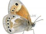 Large Heath (Coenonympha tullia rothliebii) L0102