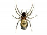 Large Lace-web Spider (Amaurobius similis) OS001