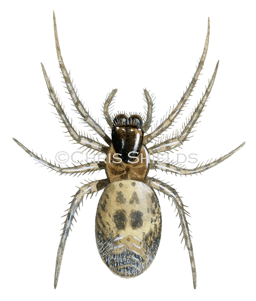 Large Lace-web Spider (Amaurobius similis) SP002