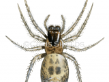 Large Lace-web Spider (Amaurobius similis) SP0054
