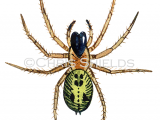 Large Lace-web Spider (Amaurobius similis) SP0055