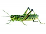 Large Marsh Grasshopper (Stethophyma grossum) IN001