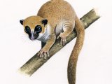 Lavasoa Mountains Dwarf lemur (Cheirogaleus lavasoensis) M001