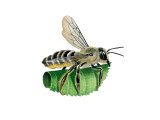 Leaf-cutter Bee (Megachile ligniseca) IN004