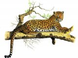 Leopard (Panthera pardus) M001