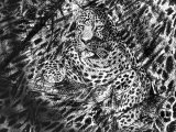 Leopard (Panthera pardus) M004