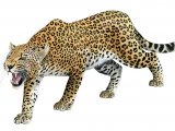 Leopard (Panthera pardus) M004