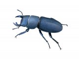Lesser Stag Beetle (Dorcus parellelipipedus) IN002