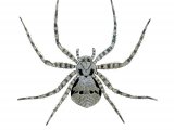 Lichen Running Spider (Philodromus margaritatus) OS001