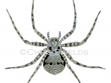 Lichen Running Spider(Philodromus margaritatus) SP0056