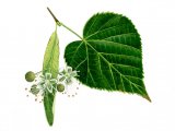 Small Leaved Lime   leaves & flowers (Tilia cordata) BT044