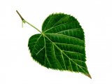 Small Leaved Lime   leaf (Tilia cordata) BT045
