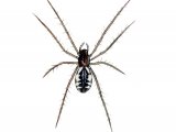 Linyphia triangularis (Money Spider) OS001