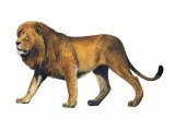 Lion (Panthera leo) M005
