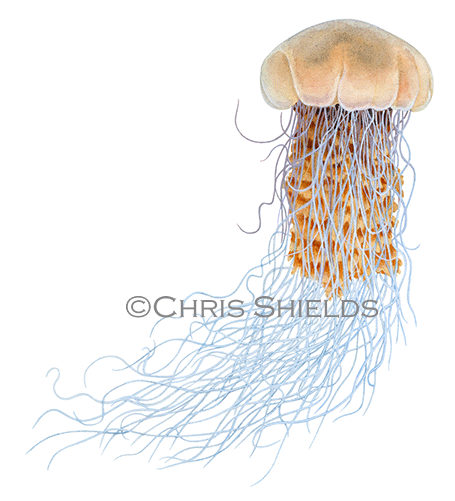 Lions Mane Jellyfish (Cyanea capillata) OS0038
