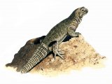 R019 - Dab Lizard (Uromastyx acanthinurus)