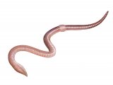 Lob worm (Lumbricus terrestris) OS004
