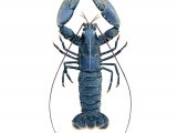 Lobster (Homarus gammarus) OS001