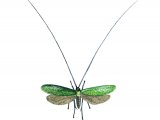 Longhorn Moth (Adela reaumurata) IN001