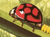 Lunate Ladybird (Chilomenes lunata) IN001