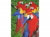 Macaws (Scarlet) Ara macao BD030