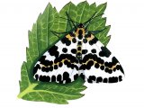 Magpie Moth (Abraxas grossulariata) IN005