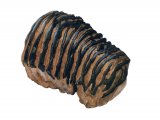 PF030 - Mammoth Tooth Fossil