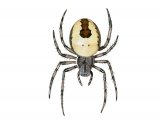Marbled Orb-weaver Spider (Araneus marmoreus var. pyramidatus) OS005