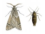 March Moth (Alsophila aescularia) IN002