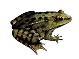 RA156 - Marsh Frog (Rana ribibunda)