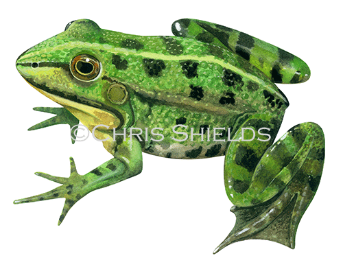 Marsh Frog (Rana ribibunda) RA155