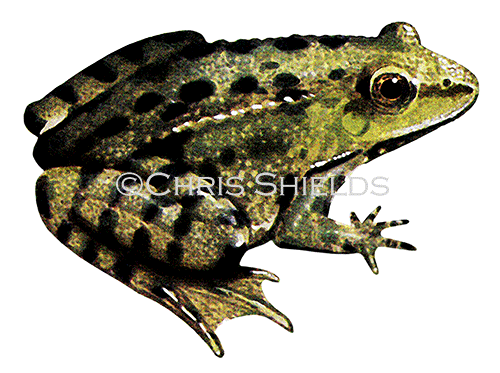 Marsh Frog (Rana ribibunda) RA156