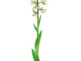 Marsh Helleborine (Epipactis palustris) BT0250