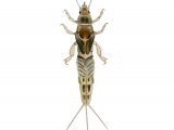 IN093 - Mayfly or Greendrake Nymph (Ephemera danica)