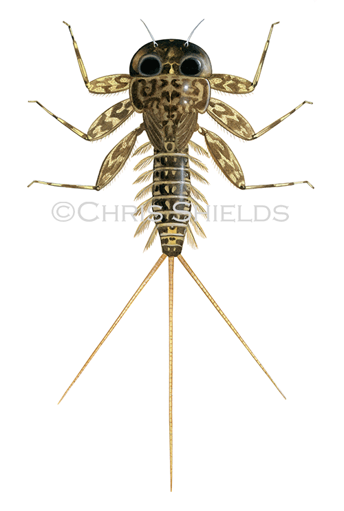 Mayfly nymph - Yellow May Dun (Heptagenia sulphurea) IN103