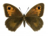 Meadow Brown (female) Maniola jurtina  IN002