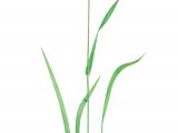 Meadow Fox-tail Grass (Alopecurus pratensis) BT0253