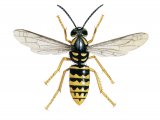 IH071 - Median Wasp worker (Dolichovespula media