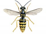 IH070 - Median Wasp female (Dolichovespula media