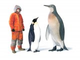 P014 - Mega Penguin (Palaeeudyptes klekowskii   ..(size comparison with person and emperor penguin)