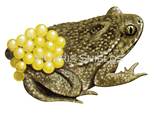 Midwife Toad (Alytes obstetricans) RA160