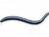 Millipede (Snake) Cyindoiulus londinensis OS001
