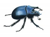 Minotaur Beetle (Typhaeus typhoeus) IN001