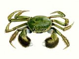Mitten Crab (Eriocheir sinensis) OS001